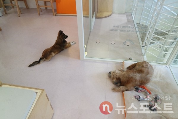 지난 1일 서울 마포구 포인핸드 입양센터에서 유기견 봄이와 달이가 취재진을 맞이했다. (사진=뉴스포스트 이별님 기자)