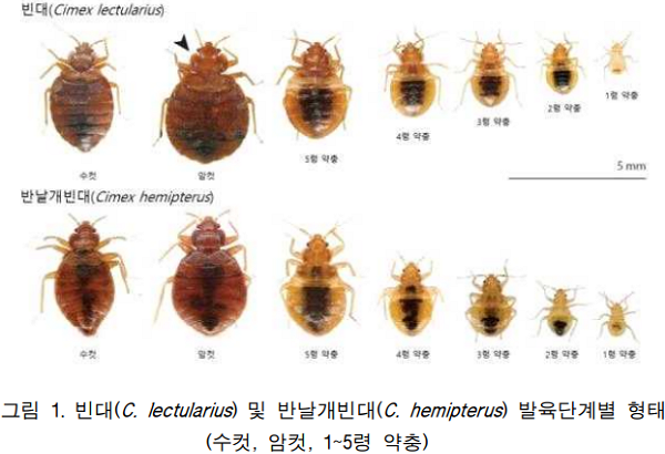 국내에서 확인된 빈대(Cimex lectularius, Bed bug)와 반날개빈대(Cimex hemipter, Tropical bed bug). (사진=질병관리청 제공)