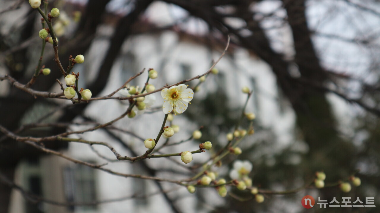 (2024. 03. 19) 국립기상박물관의 관측목인 매화나무에 꽃이 피어 있었다. (사진=뉴스포스트 강대호 기자)