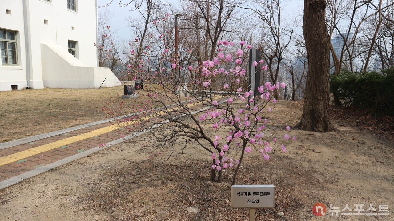 (2024. 03. 19)국립기상박물관의 진달래꽃. 이 꽃은 서울의 진달래 개화 시기를 기준으로 삼는 관측목이다. (사진=뉴스포스트 강대호 기자)