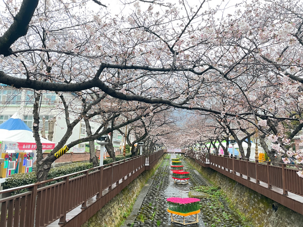 지난 24일 경상남도 창원시 진해구 여좌천에 벚꽃이 아름답게 피었다. (사진=기상청 제공)