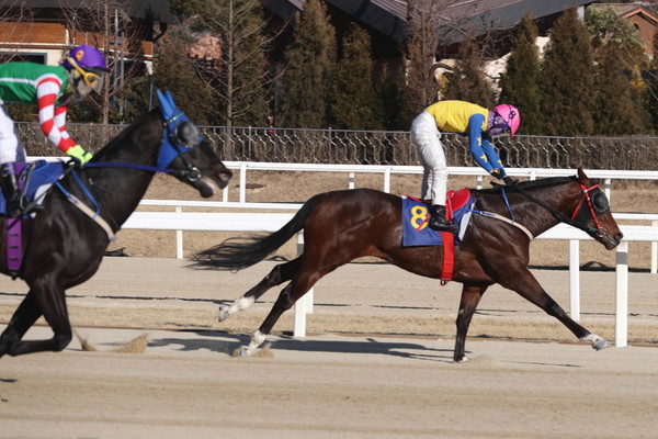 경마 현장. (사진=한국마사회 제공)