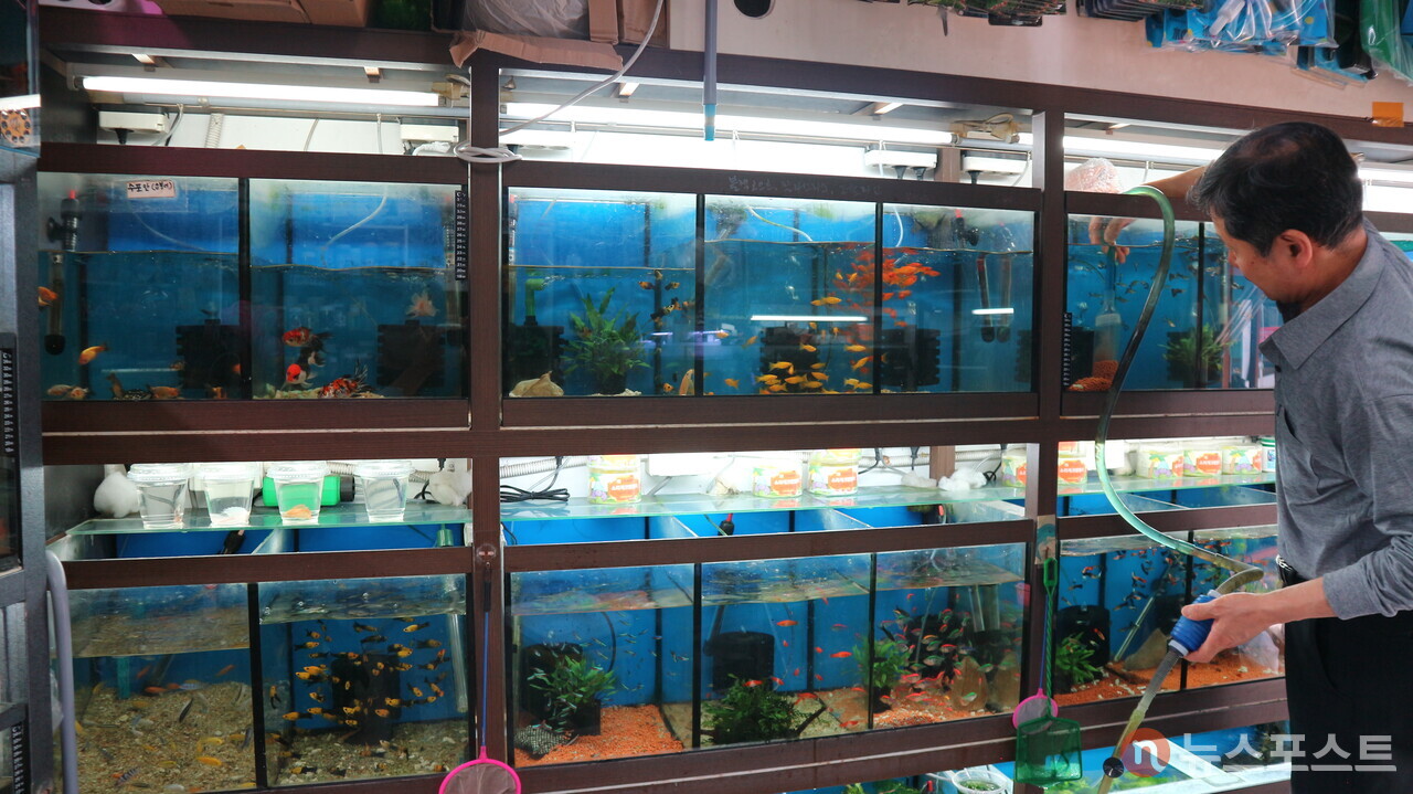 청계천 수족관 거리의 한 점포. 주말이면 가족 단위 손님들이 많다고 한다. (사진= 뉴스포스트 강대호 기자)