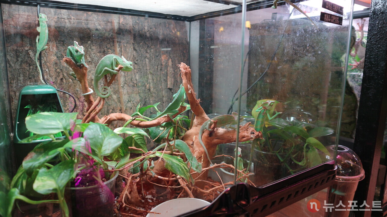 청계천 애완동물 거리의 한 점포. 파충류가 전시되어 있다. (사진= 뉴스포스트 강대호 기자)