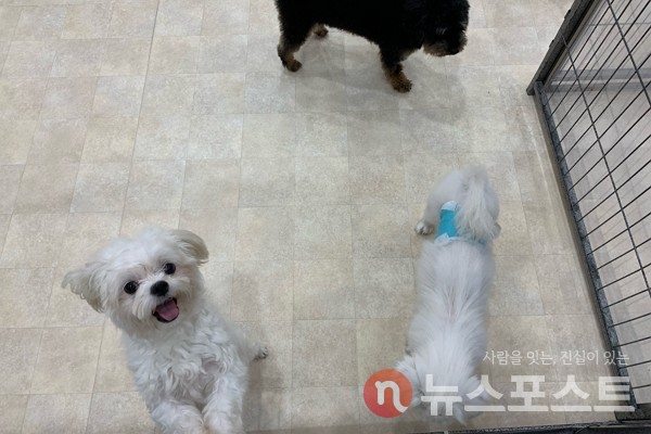 지난 1월 서울 마포구 서울동물복지지원센터에서 발견한 몰티즈와 강아지들. (사진=뉴스포스트 이별님 기자)