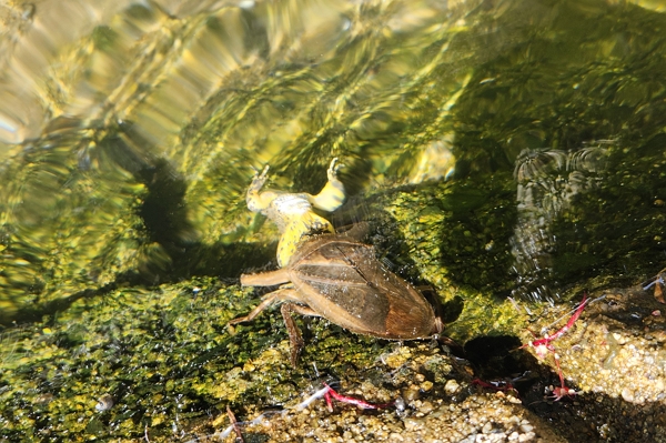 전라남도 진도군에서 발견된 물장군. (사진=국립호남권생물자원관 제공)