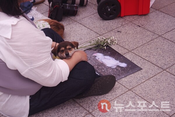 15일 서울 종로구 보신각 앞에서 동물해방물결과 동물을 위한 마지막 희망(LCA) 등 동물권 단체가 초복을 맞아 진행한 '2024 복날추모행동'에서 한 시민이 반려동물과 함께 참석했다. (사진=뉴스포스트 이별님 기자)