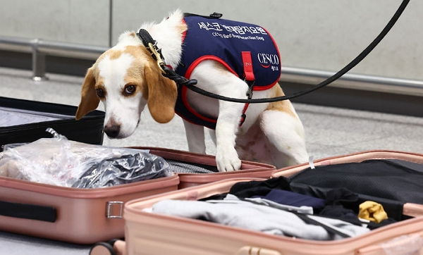 8일 인천 중구 인천국제공항 제2여객터미널 입국장에서 국내 1호 빈대 탐지견 '세코'가 여행객들의 여행 캐리어를 수색하고 있다. (사진=뉴시스)