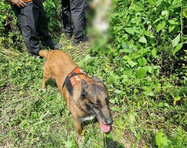 지난 24일 경기도 성남시 분당구에서 실종된 80대 노인을 119 구조견 전진이가 찾고 있다. (사진=경기도북부소방재난본부 제공)