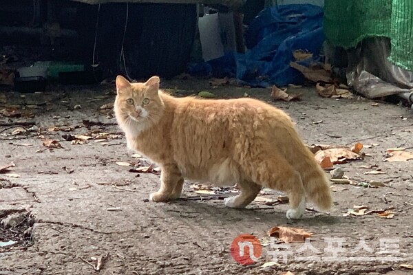서울 송파구 일대에 서식하는 길고양이. 학대 사건과는 무관하다. (사진=뉴스포스트 이별님 기자)