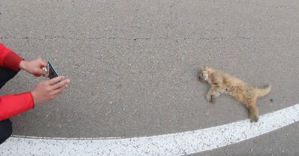 지난 2018년 경상남도 함양군 휴천면 지리산 리조트 앞 60번 지방도로변에서 멸종위기 야생동물 2급인 삵이 로드킬 당한 채 발견됐다. (사진=함양군청 제공)