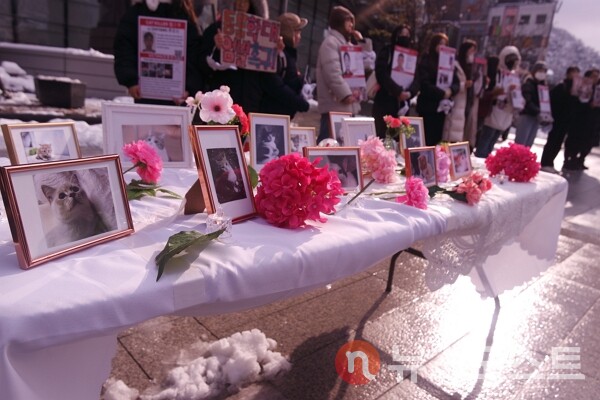 28일 서울 중구 서울중앙우체국 정문 앞에서 진행된  '중국의 고양이 고문살해단 강력 처벌 및 동물보호법 제정 촉구 집회'에서 잔인하게 희생된 고양이들을 추모하는 제단을 마련했다. (사진=뉴스포스트 이별님 기자)