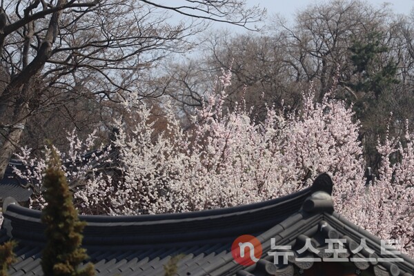 3일 서울 종로구 창덕궁 내부에서 나무가 꽃을 피었다. (사진=뉴스포스트 이별님 기자)