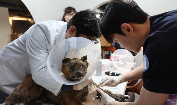 지난달 29일 경북 안동시 한 커뮤니티공간에 마련된 동물 긴급 진료소에서 수의사들이 산불에 화상을 입은 강아지를 치료하고 있다. (사진=뉴시스)