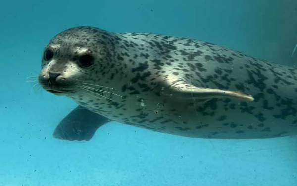 지난 3월 27일 강원도 양양군 해안에서 구조된 어린 점박이물범이 경기도 과천의 서울대공원에서 치료를 받고 있다. (사진=해양수산부 제공)