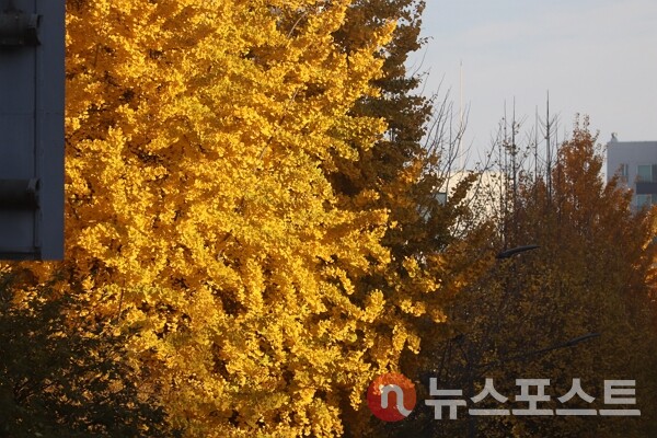 17일 서울 송파구 거리에서 단풍나무가 노랗게 물들었다. (사진=뉴스포스트 이별님 기자)